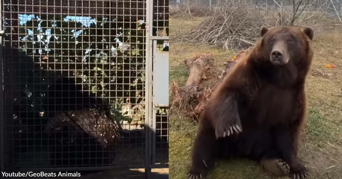 A Bear Heals His Inner Child After Finally Gaining Freedom from Cages and Circus Life