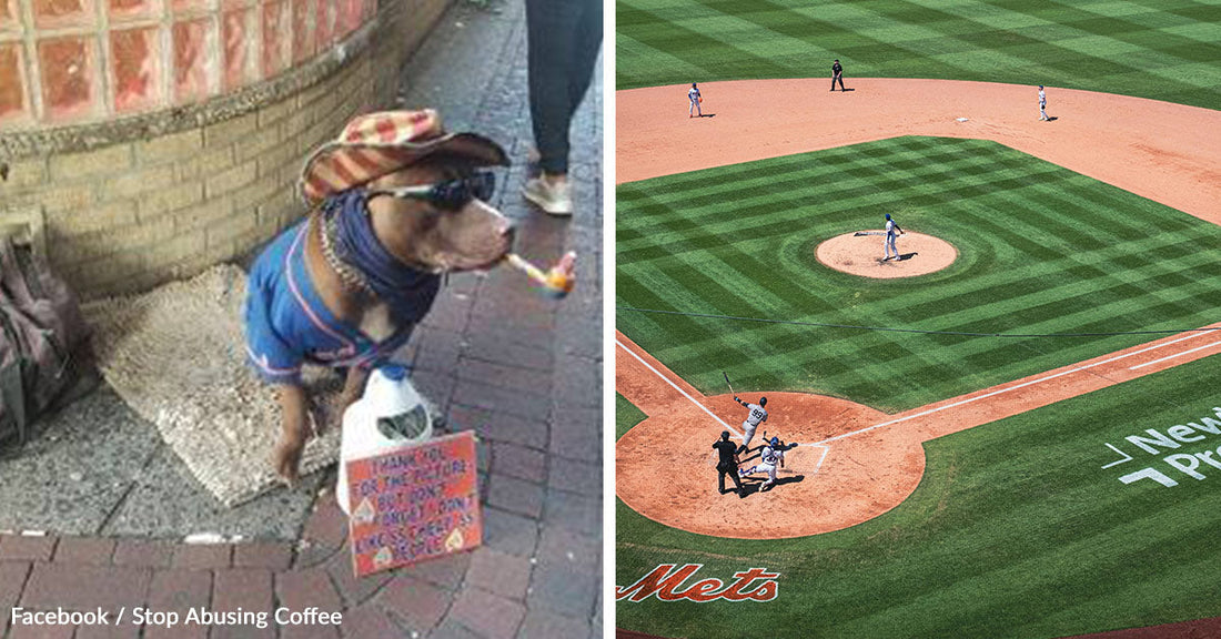 Mets Fans Outraged Over Dog Forced To Endure Hours In Heat For Cash