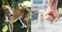 On the left, a lean brown and white dog on a leash stands on grass; on the right, a raised clenched fist with a blurred dog visible in the background.