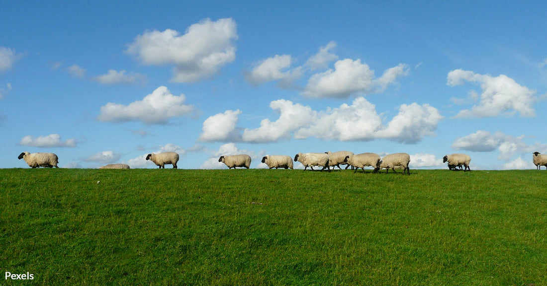 Hybrid Sheep Scandal Exposes Dangerous Consequences of Cloning