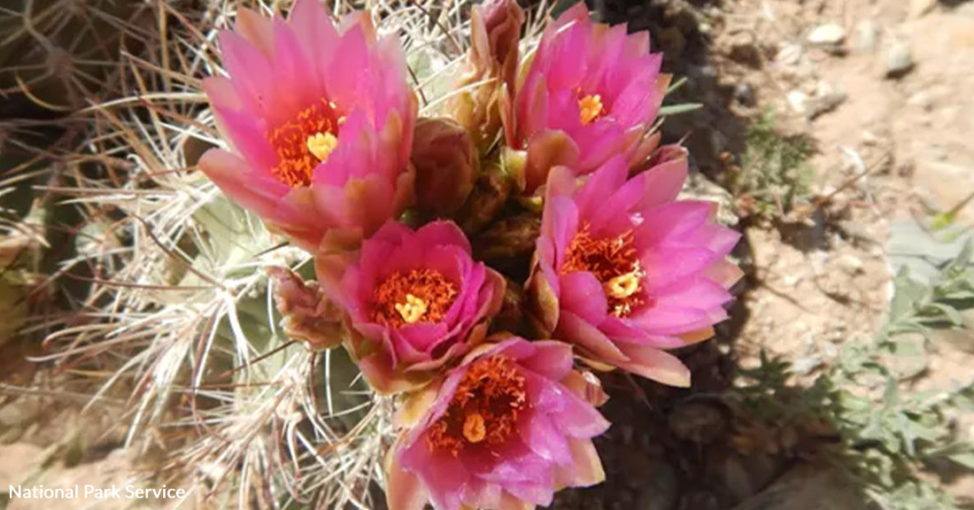 Race Against Time to Protect New Mexico’s Imperiled Clover’s Cactus