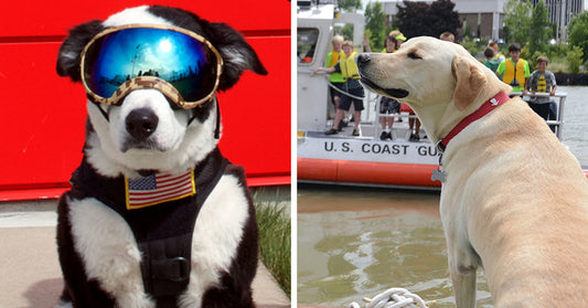 12 Amazing Dogs Of The U.S. Coast Guard