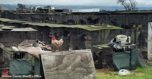 Rows of small wire cages stretch across an outdoor property, with a rooster standing among the structures.