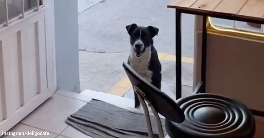 Black-and-white dog stands just outside the open entrance of a café, looking inside past chairs and a table.