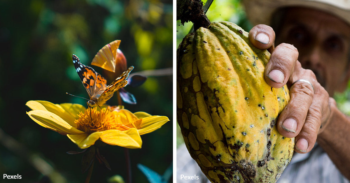 Dwindling Pollinator Populations Threaten Coffee and Cocoa Production ...