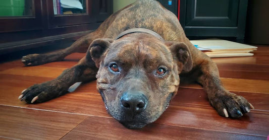 Dog Who Spent Four Years in Shelter and Foster Homes Finally Adopted