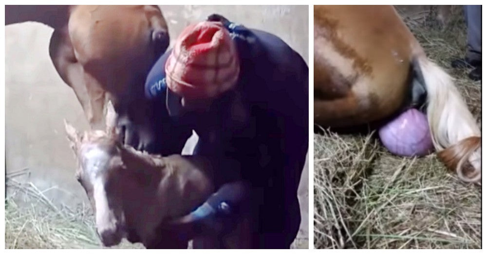 Pregnant Mare Gives Birth To One Foal, Then Owner Realizes She’s Having Twins