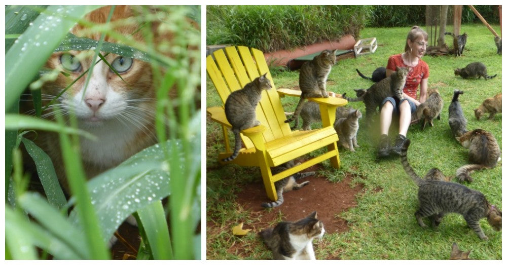 The Lanai Cat Sanctuary Saves Cats, Protects Birds, And Offers A Magical Experience To Visitors