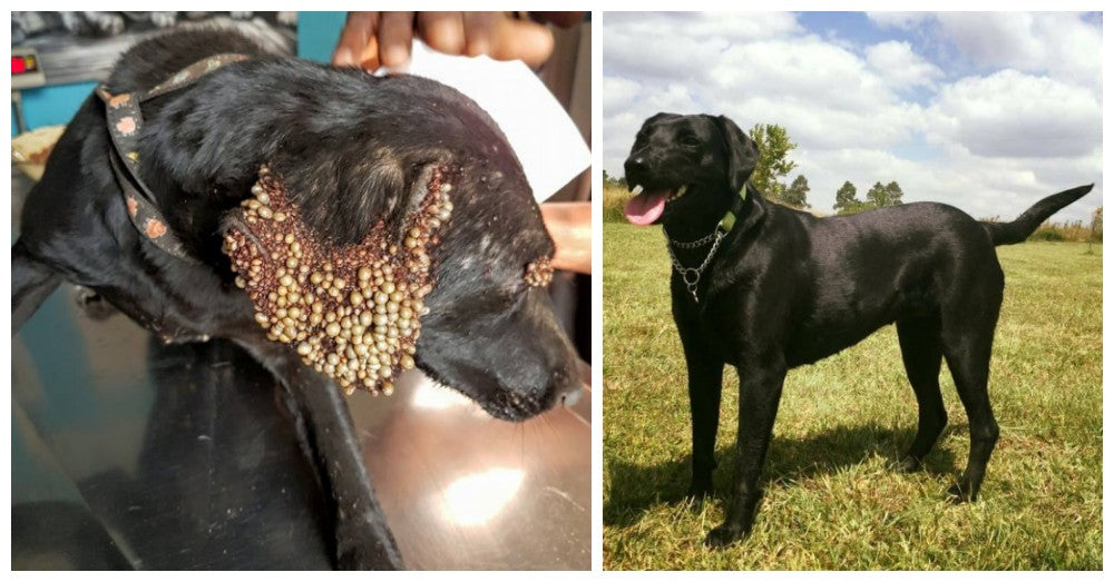 Neglected Dog Covered In Ticks Is Rescued Just In Time