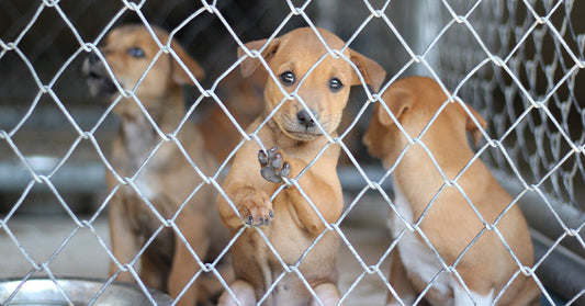 Colorado Moves To Shut Down The Cruel Puppy Mill Pipeline