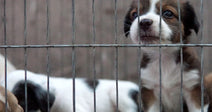 Shut Down The Cruel Puppy Mill Pipeline