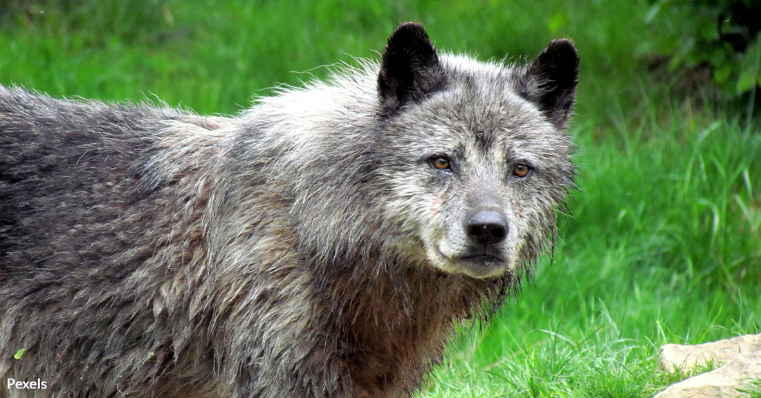 Colorado's Historic Wolf Reintroduction Mission Employs Satellite Tracking To Save the Pack