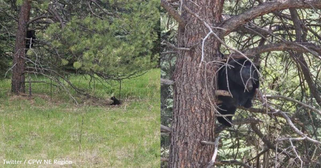 Colorado Wildlife Officers Help Free Black Bear Cub Trapped in Wire Fencing