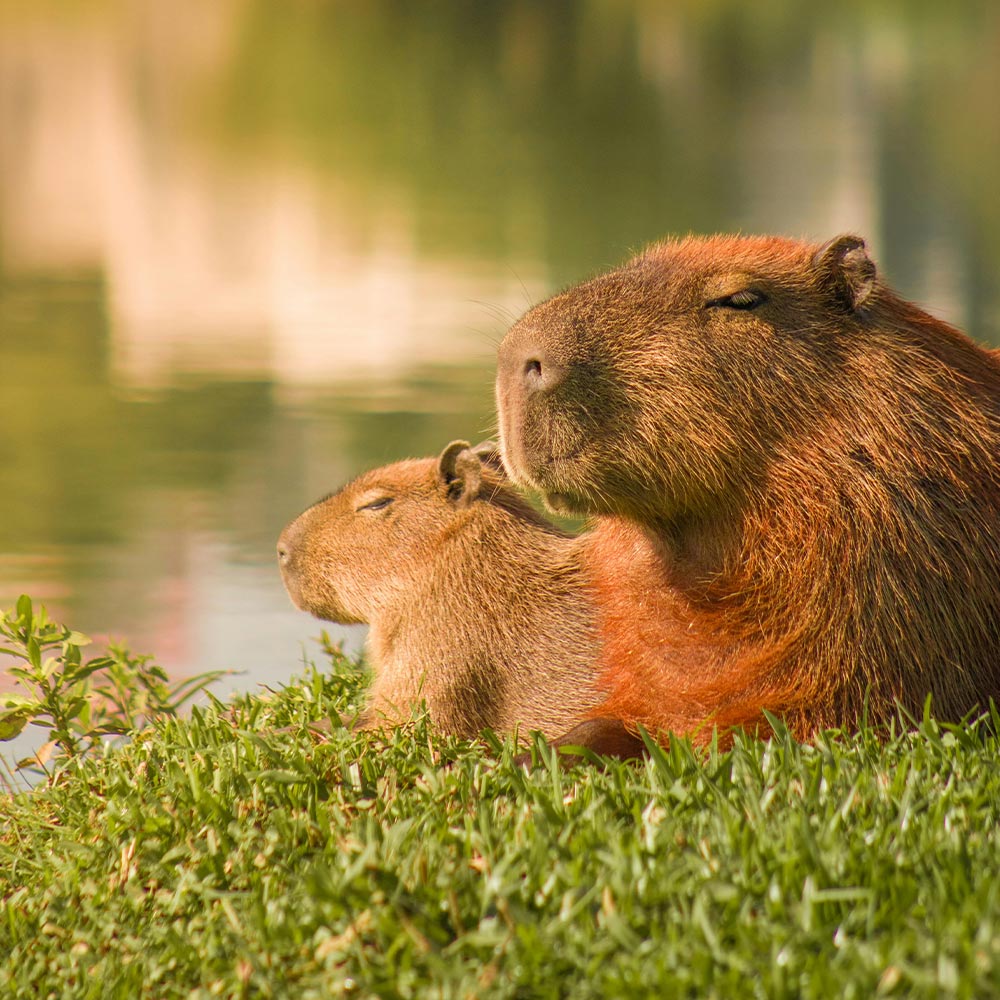 Defend The Friendliest Animals On Earth From Cruel And Needless Hunting