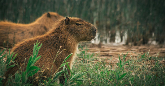 A capybara sits alert in tall green grass near the water’s edge, with another capybara resting in the blurred background.