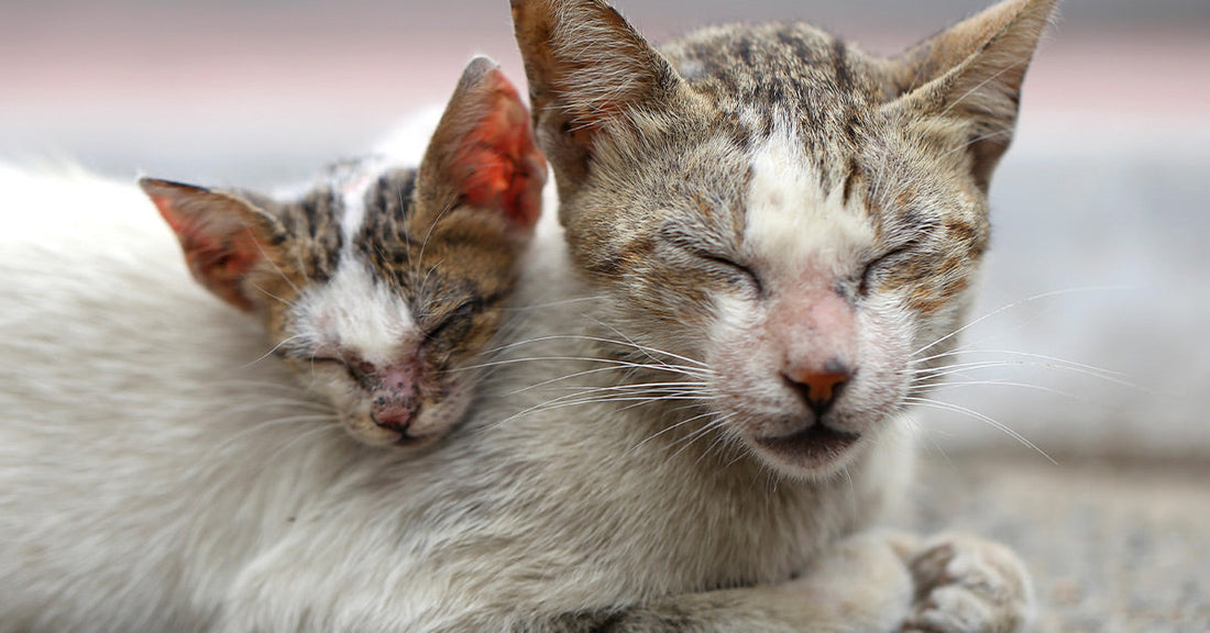 Adult cat resting with a kitten nestled against it, both with eyes closed on a rough surface.