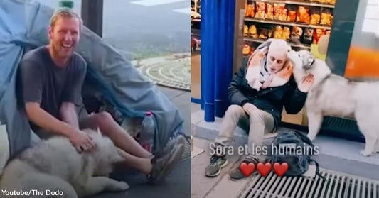 Husky with a Heart of Gold Sweetly Expresses Concern to Struggling People on the Streets