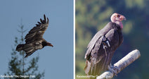 Side-by-side images show a California condor flying and another condor perched on a branch.