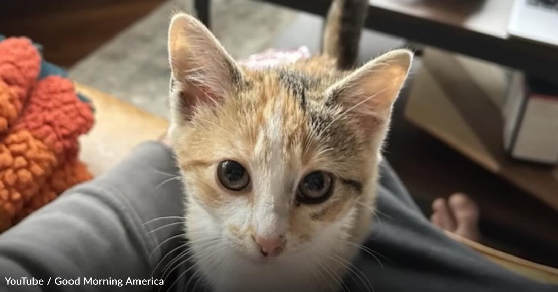 Little Kitten Is Thrown from a Window, But a Cop Shows up with Open Arms