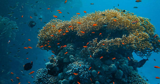 Large coral formation rising from the seafloor, surrounded by dozens of small orange fish swimming in clear blue water.