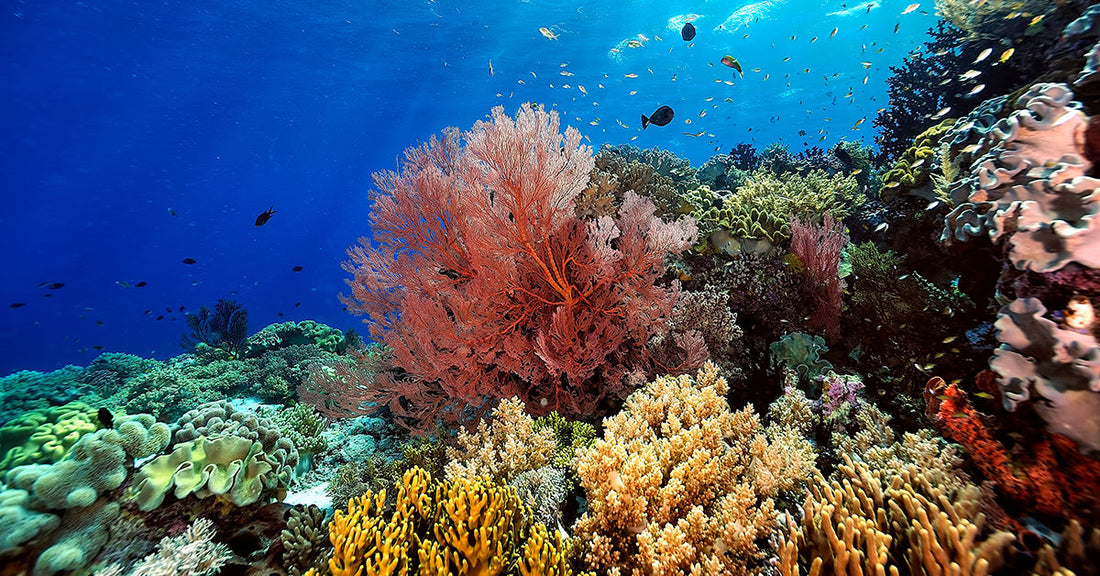 zoomed in view of coral reef with fish swimming nearby