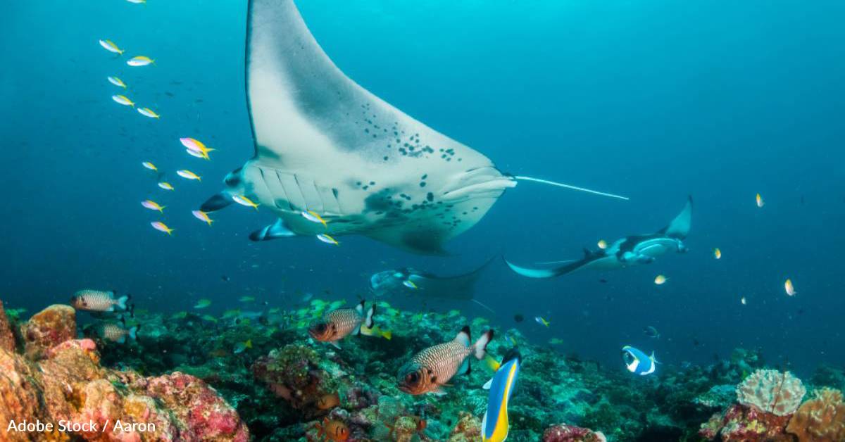 More Than Half of Reef Sharks and Rays at Risk of Extinction, According ...