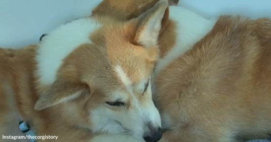Two corgis curl up together asleep, their faces nestled close in a tight cuddle.