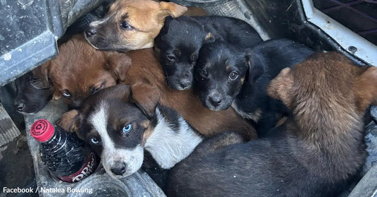 A group of eight puppies cuddling in a small space, looking curiously at the camera.