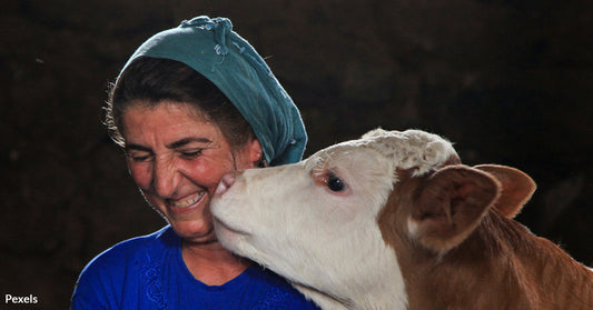 Americans Embrace the Warmth of Cow Cuddling for Well-Being