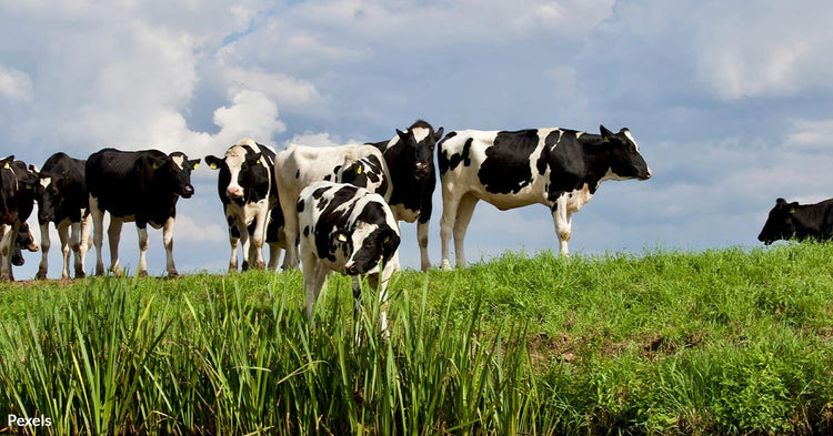 Moo-ve Over Men: Cows Prefer Women's Company, Study Finds | GreaterGood
