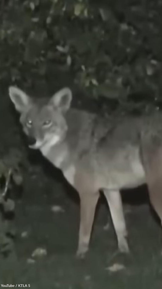 Coyote Invades Home, But the Family Cat Chases It off