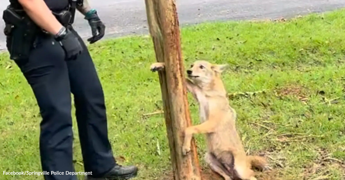 Heartwarming Wild Animal Rescue in Springville Shows Compassion for Coyotes  | GreaterGood