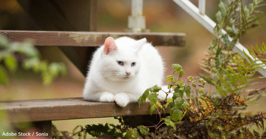 Little Girl Rescues Abandoned Cat Who Remains Her Best Friend Into Adulthood