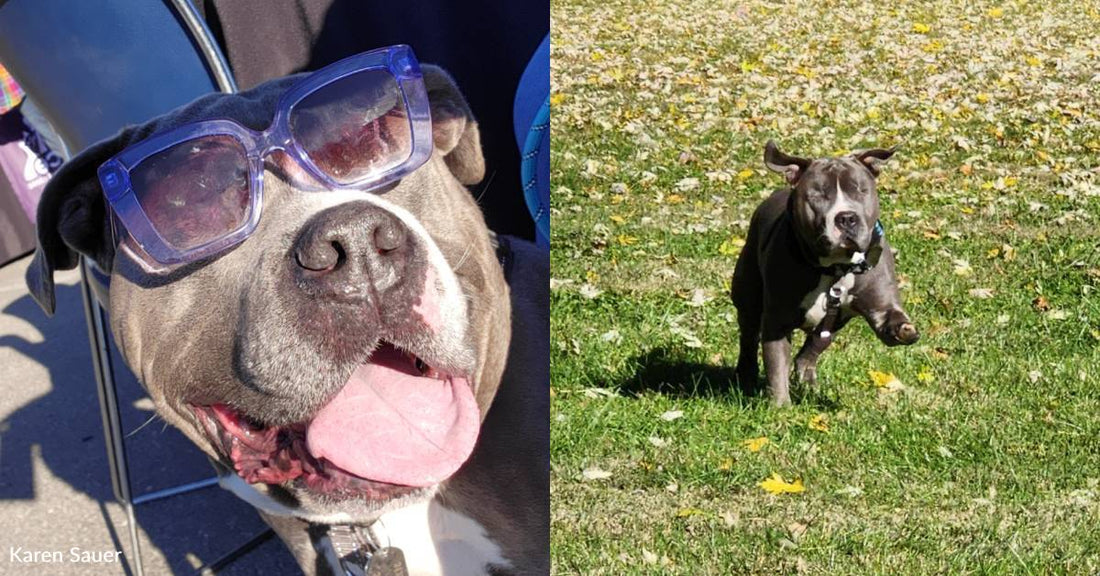 Dog Loses His Eyes Due to Neglect, But He Doesn't Hold a Grudge