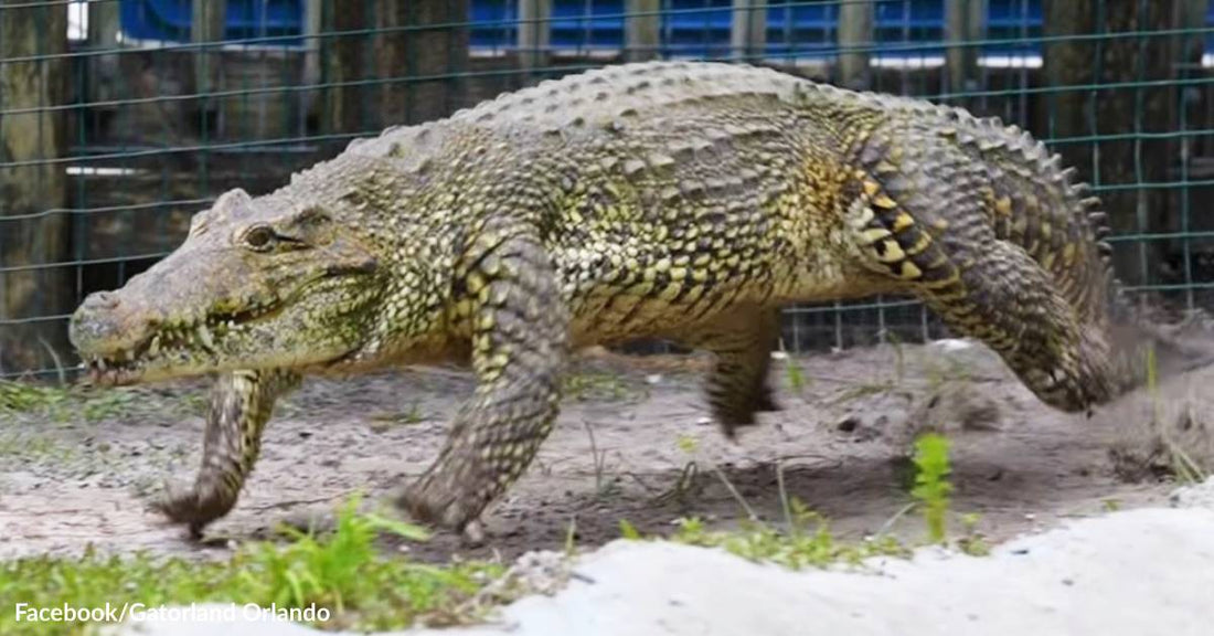 A Cuban Crocodile Gallops Like a Horse in Pursuit of a Man in a Florida Theme Park