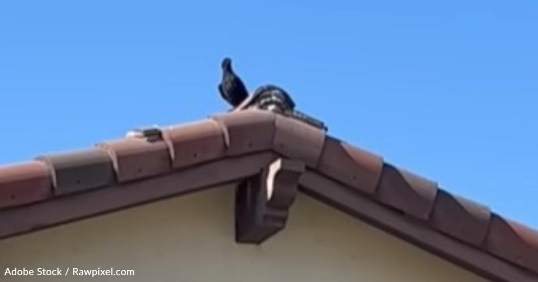Human Works with a Family of Crows to Save Their Fledgling