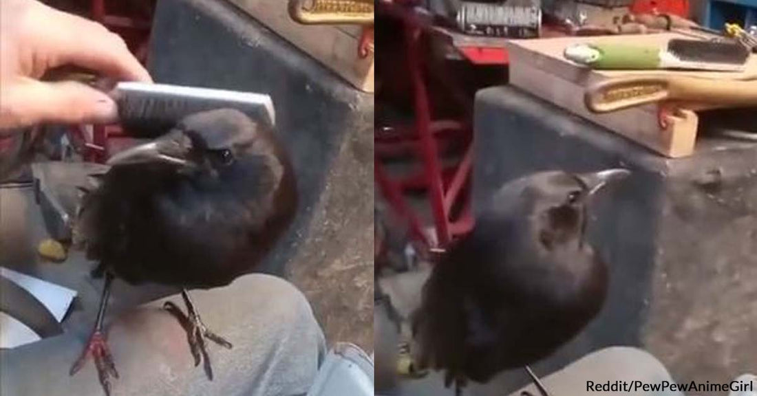 A Crow Takes Delight in Receiving Good Feather Brushes From a Human