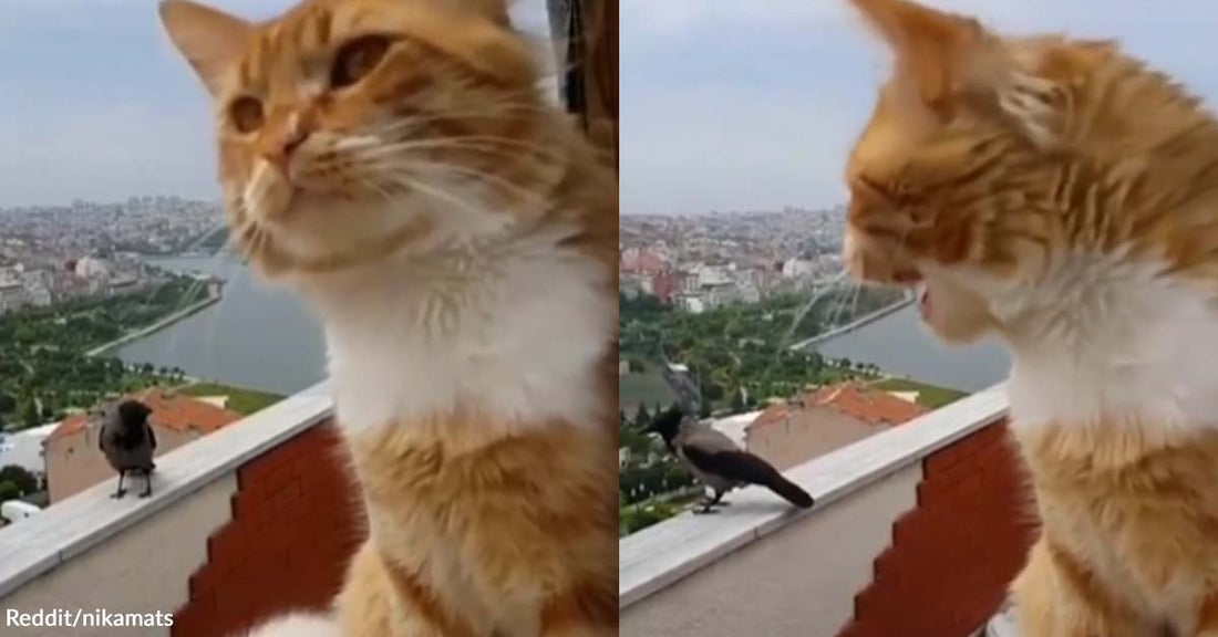 Redditor is Looking for a Translator to Decipher a Conversation Between a Cat and a Crow