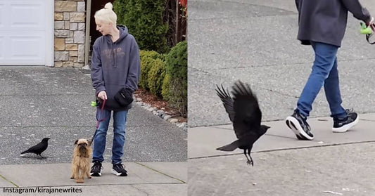 Wild Crow Enjoys Long Walks Through the Suburbs with Her Favorite (Human) Neighbor