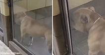 Light-colored dog standing outside a glass door looking inside, captured in a split-screen video frame.