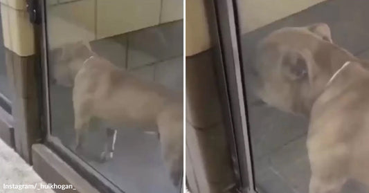Light-colored dog standing outside a glass door looking inside, captured in a split-screen video frame.