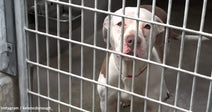 A white and brown dog looks through a metal kennel gate.