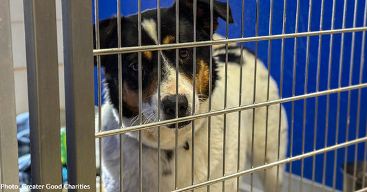 A black, white, and brown dog with a fluffy coat stands behind the metal bars of a kennel, looking forward with a calm, slightly sad expression.