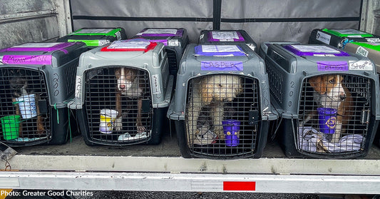 Over 130 Shelter Cats and Dogs Flown to Freedom, Thanks to Your Support