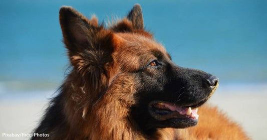 Mailman Spends Days Sharing His Lunch with Stray Puppy Until He Finally Coaxes Her Home