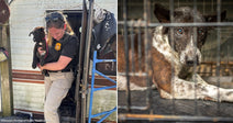 On the left, an animal control officer carries a small black puppy out of a dilapidated trailer; on the right, a thin dog lies in a wire cage, gazing at.