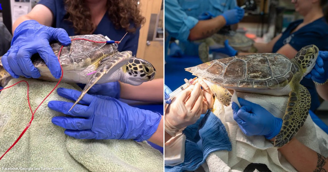 On the left, gloved hands hold a sea turtle with red wires attached; on the right, a woman in glasses draws blood from a sea turtle's neck.
