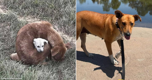 On the left, a large brown dog curls around a small white puppy in dry grass; on the right, the same brown dog stands on a sunny riverbank on a.