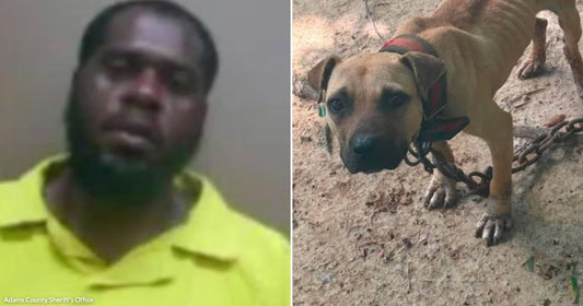 Left: A man with a beard wearing a bright yellow shirt; Right: A tan dog wearing a red harness and heavy chain.