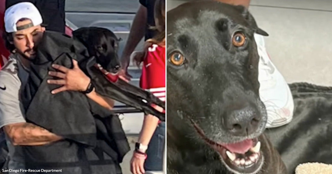 Lost Dog Found Half a Mile Offshore Just Minutes Before Rescuers Were Ready to Give Up